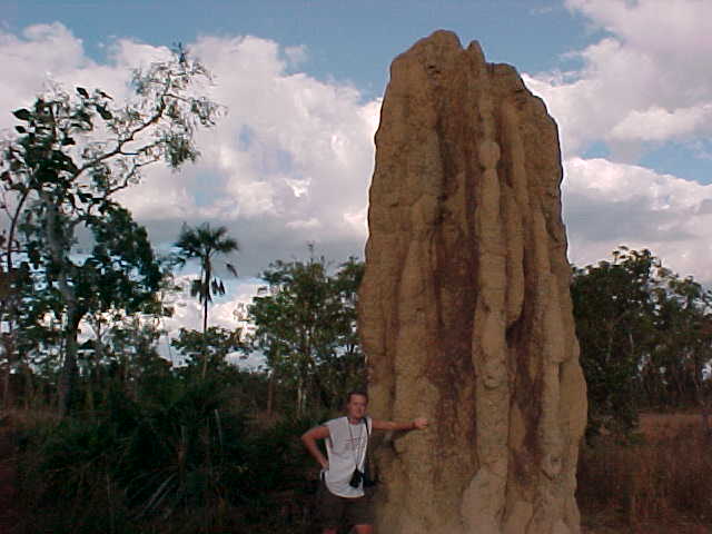 Termite mound