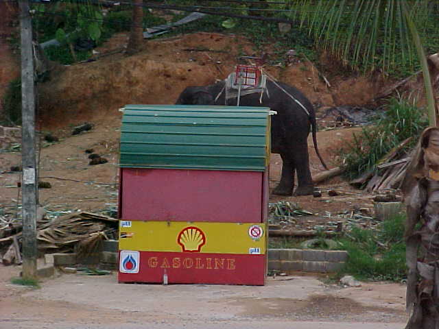 Elephants refuelling.